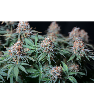 ▷ Buy Moby Dick Fem seeds⛰️【Seedstockers Oficial】CLASSIC