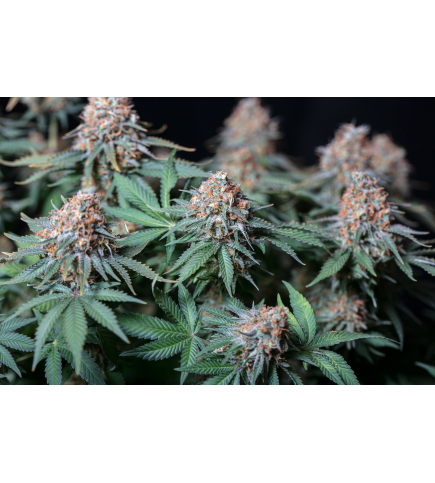 ▷ Buy Moby Dick Fem seeds⛰️【Seedstockers Oficial】CLASSIC