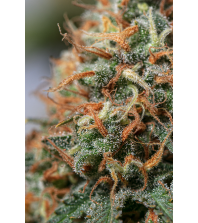 ▷ Buy Moby Dick Fem seeds⛰️【Seedstockers Oficial】CLASSIC