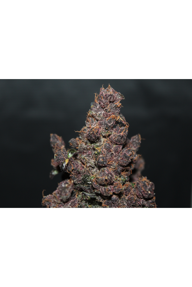 Acquista semi femminizzati Purple Punch Autoflower di Seed Stockers -  Herbies