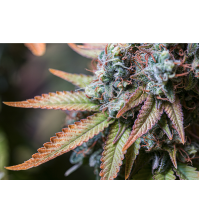 Buy Rucu Cucu OG Fem Exclusive Seeds️ - Seedstockers