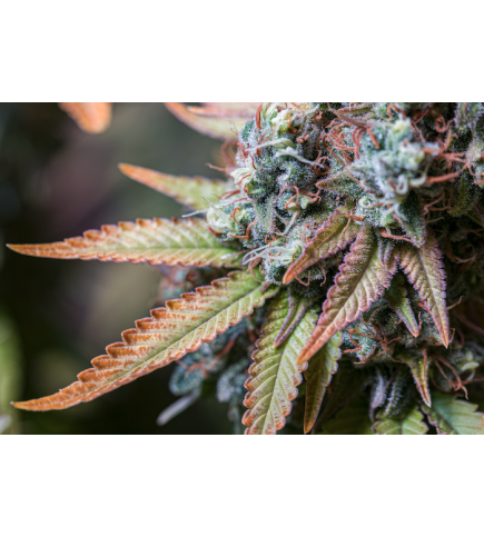 Buy Rucu Cucu OG Fem Exclusive Seeds️ - Seedstockers