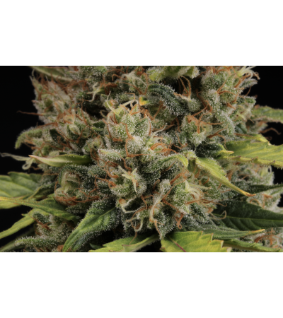 ▷ Buy CBD Critical XXL Auto  seeds⛰️【Seedstockers Oficial】CBD