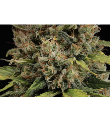 ▷ Buy CBD Critical XXL Auto  seeds⛰️【Seedstockers Oficial】CBD