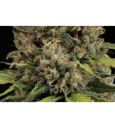 🪴 CBD Critical XXL© | Autoflower Cannabis Seeds | Shop at Seedstockers UK 🐿️