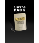 ▷ Buy  Tangy Fritter Limited Edition Seeds☘️【Seedstockers Oficial】
