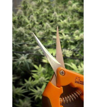 ✂️ Curved Trimming Scissors | Harvest Tools | Shop at Seedstockers UK 🐿️