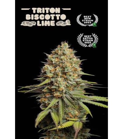 Buy Triton Biscotto Lime Auto Exclusive Seeds - Seedstockers