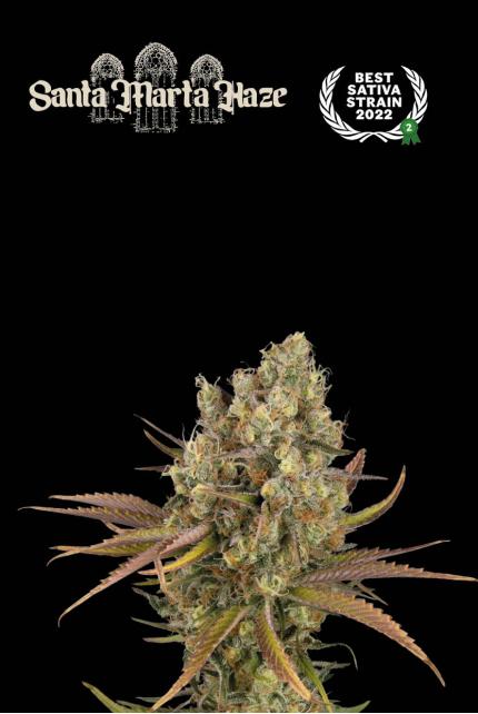 Santa Marta Haze© Autoflower