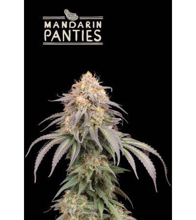 Buy Mandarin Panties Auto Exclusive seeds️ - Seedstockers