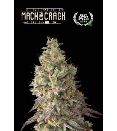 Buy Mack and Crack Auto  exclusive seeds️ - Seedstockers