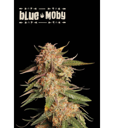 Buy Blue Moby Auto Exclusive Seeds️ - Seedstockers