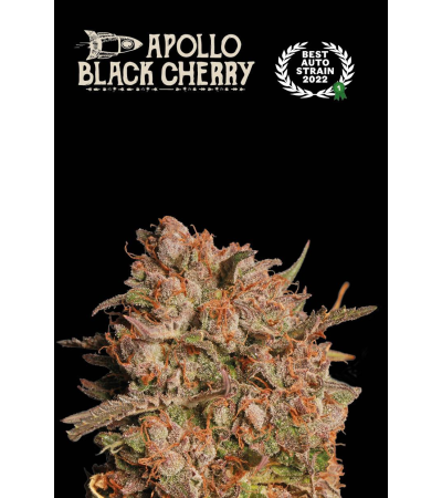 Buy Apollo Black Cherry Auto Exclusive Seeds️ - Seedstockers