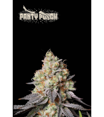 Buy London Pound Punch Limited Edition Seeds - Seedstockers