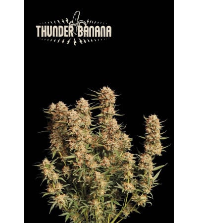 Buy Thunder Banana Auto Exclusive Seeds️ - Seedstockers