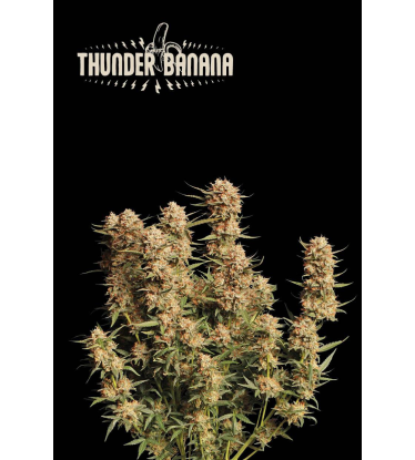 🪴 Thunder Banana© | Autoflower Cannabis Seeds | Shop at Seedstockers UK 🐿️