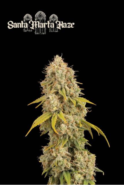 Santa Marta Haze© Feminized