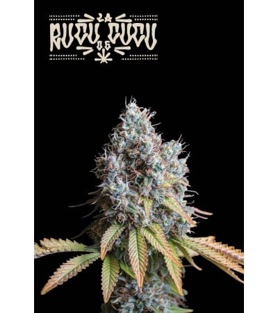 Buy Rucu Cucu OG Fem Exclusive Seeds️ - Seedstockers