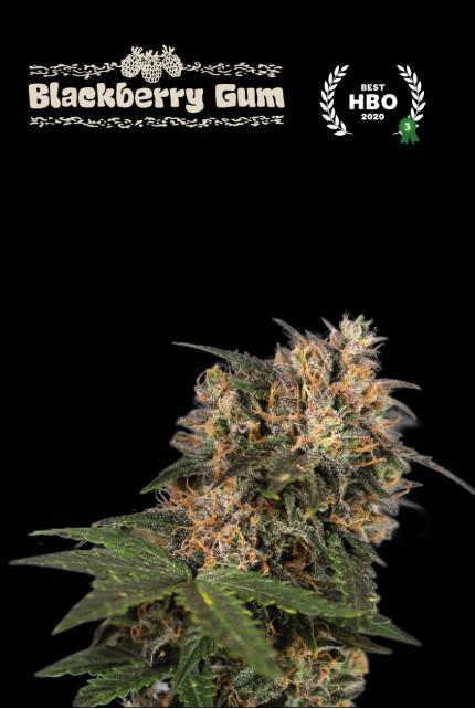 Blackberry Gum© Feminized