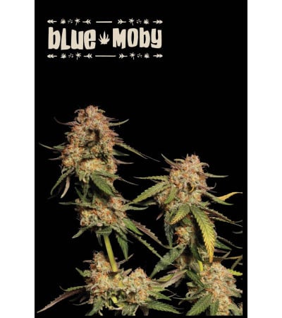 ▷ Buy Blue Moby Fem exclusive seeds【Seedstockers Oficial】SUPERIOR