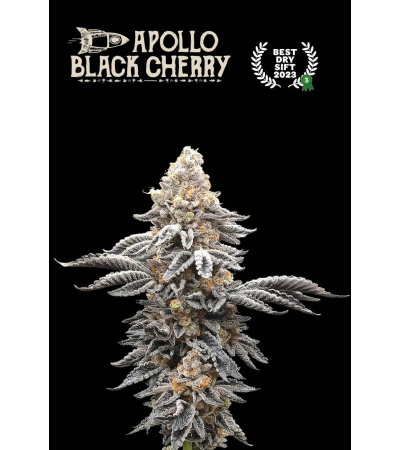 Buy Apollo Black Cherry Fem exclusive seeds️ - Seedstockers