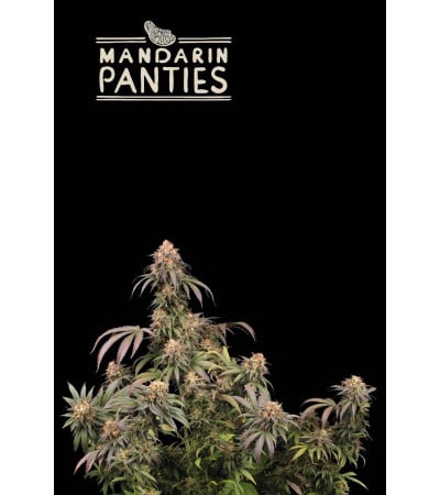 Buy Mandarin Panties Fem Exclusive Seeds - Seedstockers