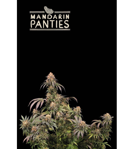 Mandarin Panties© Feminized