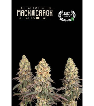 Buy Mack and Crack Fem Exclusive Seeds️ - Seedstockers