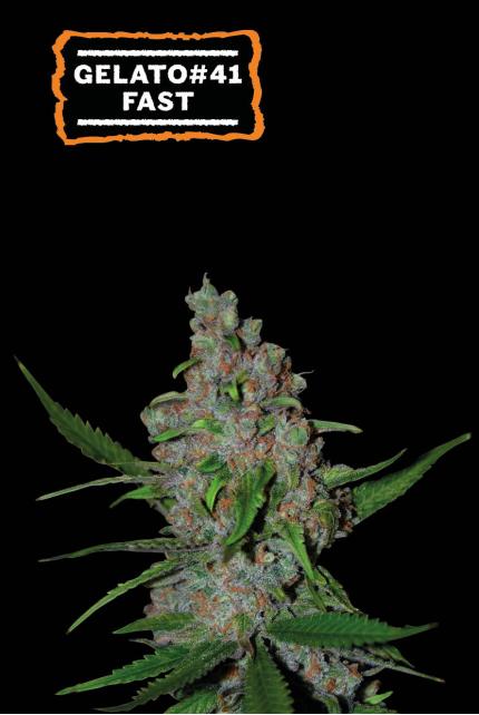 Acquista semi femminizzati Purple Punch Autoflower di Seed Stockers -  Herbies