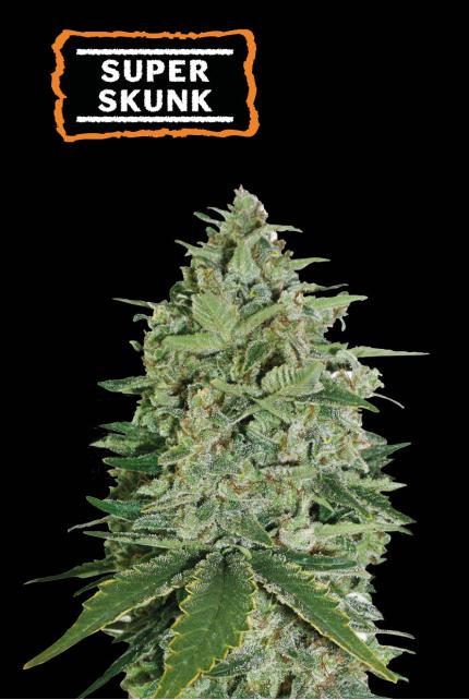 Buy GG4 Fem seeds⛰️【Seedstockers Oficial】USA