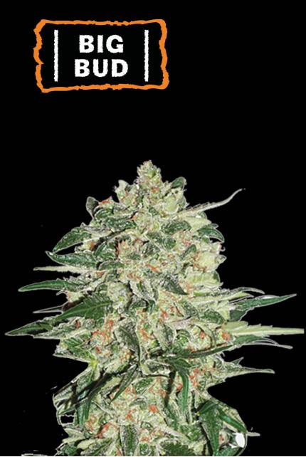 Big Bud Feminized