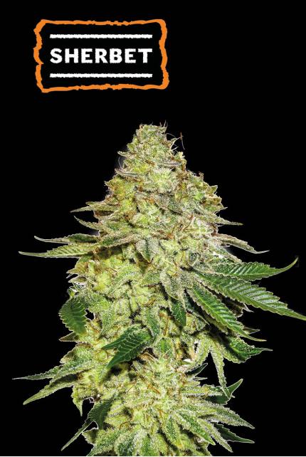 Sherbet Feminized