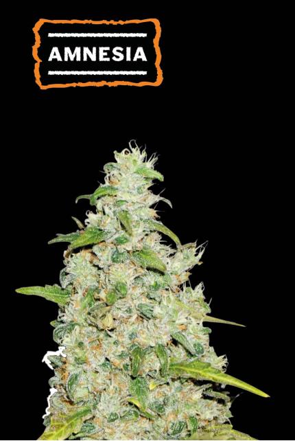 Amnesia Feminized