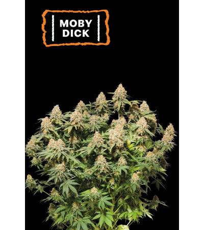 ▷ Buy Moby Dick Fem seeds⛰️【Seedstockers Oficial】CLASSIC