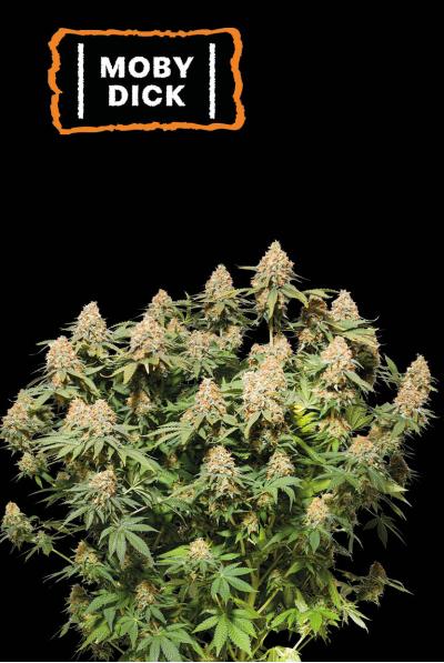 ▷ Buy Moby Dick Fem seeds⛰️【Seedstockers Oficial】CLASSIC