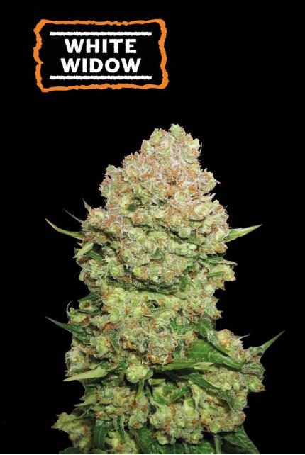 White Widow Feminized