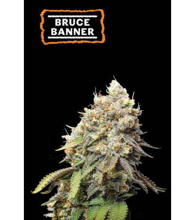 ▷ Buy Bruce Banner Fem seeds⛰️【Seedstockers Oficial】USA