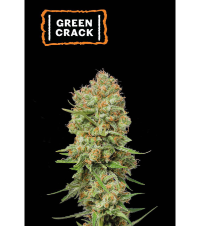 ▷ Buy Green Crack Fem seeds⛰️【Seedstockers Oficial】USA