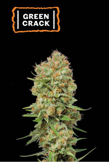 Green Crack Feminized