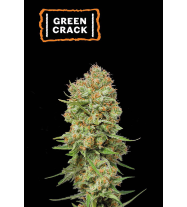 🪴 Green Crack | Feminized Cannabis Seeds | Shop at Seedstockers UK 🐿️