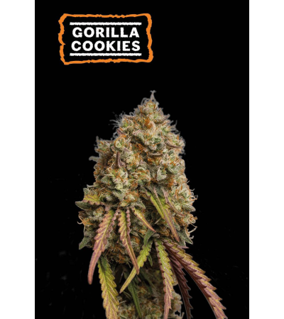 ▷ Buy Gorilla Cookies Fem seeds⛰️【Seedstockers Oficial】USA