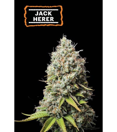 ▷ Buy Jack Herer Fem seeds⛰️【Seedstockers Oficial】CLASSIC