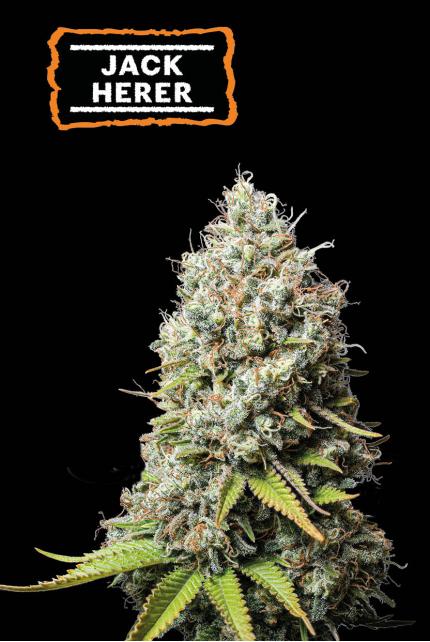 Jack Herer Feminized