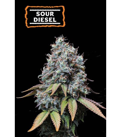 ▷ Buy Sour Diesel Fem seeds⛰️【Seedstockers Oficial】CLASSIC