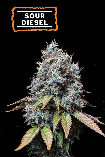 Sour Diesel Feminized