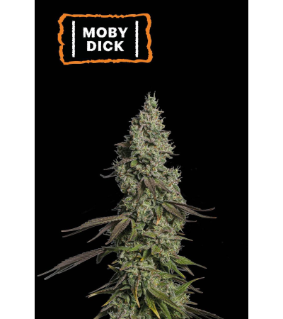 ▷ Buy Moby Dick Auto seeds⛰️【Seedstockers Oficial】CLASSIC