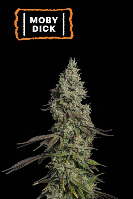 Moby Dick Autoflower