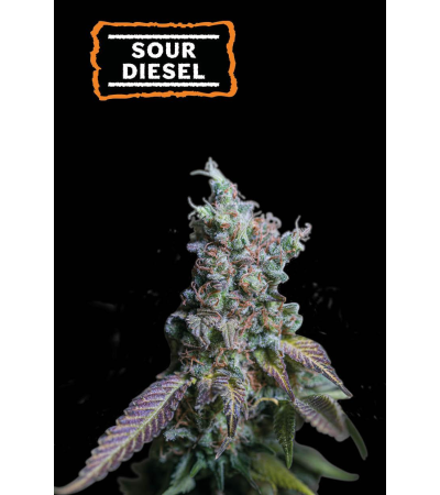 ▷ Buy Sour Diesel Auto seeds⛰️【Seedstockers Oficial】CLASSIC