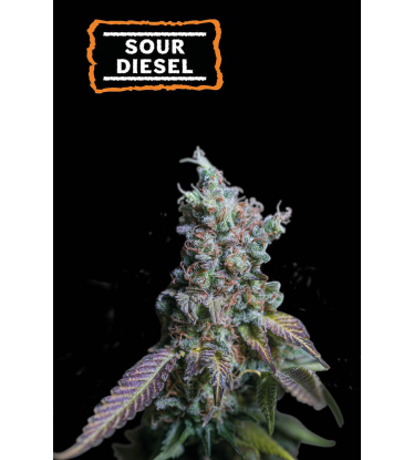 🪴 Sour Diesel | Autoflower Cannabis Seeds | Shop at Seedstockers UK 🐿️