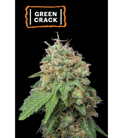 ▷ Buy Green Crack Auto seeds⛰️【Seedstockers Oficial】USA